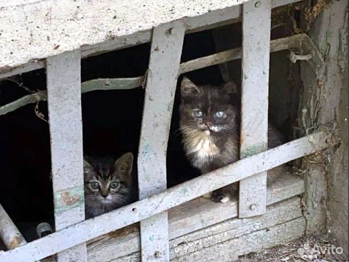 Кошка в дар