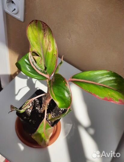 Аглаонема Крит