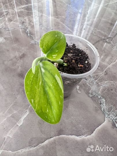 Филодендрон белая кобра