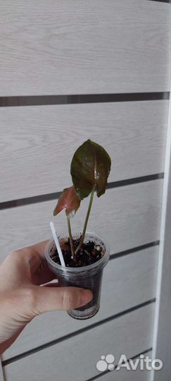 Сингониумы