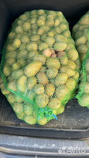 Семенной картофель. Сорт «Гала»