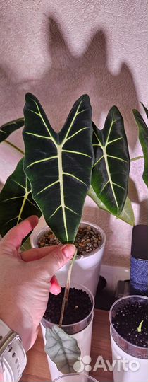 Алоказия Мишольца