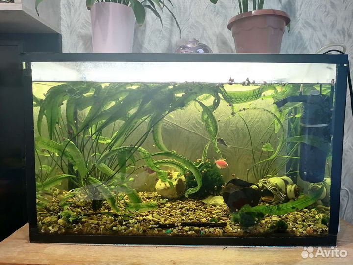 Аквариум