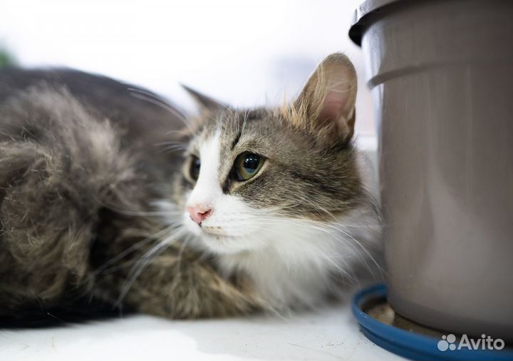 Котик Космос в добрые руки