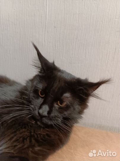 Мейн-кун черный