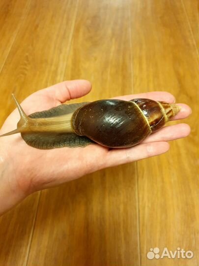 Улитки ахатины