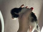 Котята от мамы мейн-кун бесплатно объявление продам
