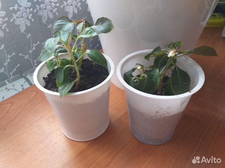 Комнатные цветы