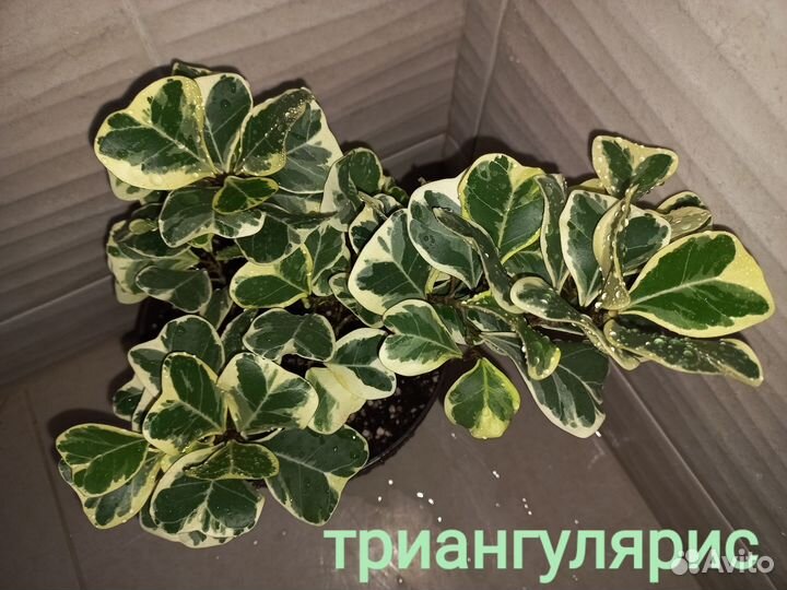 Сортовые фикусы