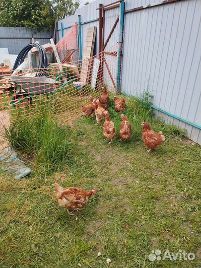 Куры несушки продам
