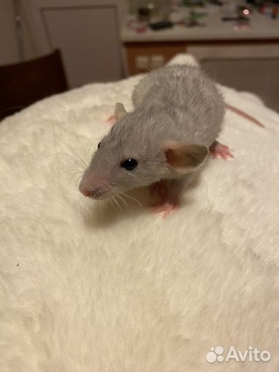 Крысята Дамбо рекс серебро с клеткой и остальным