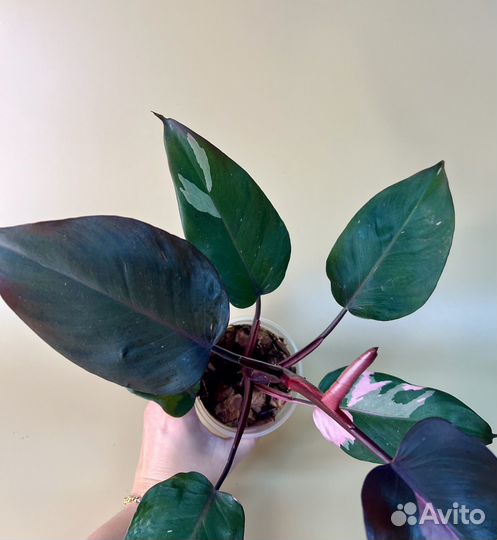 Филодендрон розовая, белая принцесса