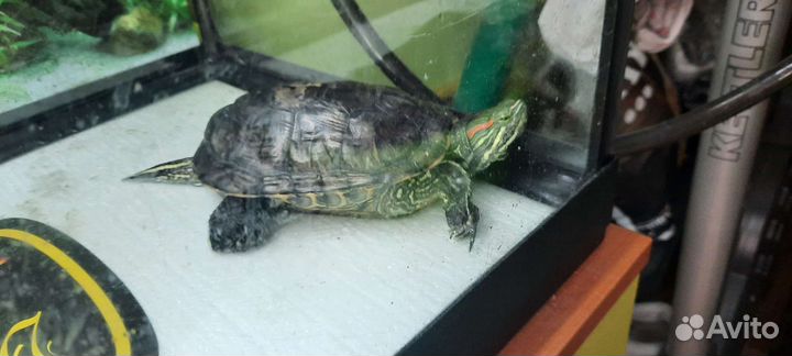 Черепашки водяные 2 шт