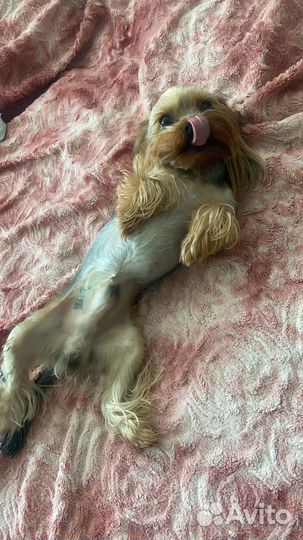 Йоркширский терьер