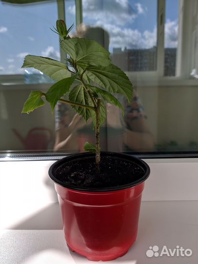 Гибискус китайская роза