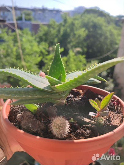 Алоэ Вера,домашний доктор,зелёная аптека