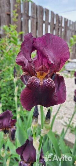 Ирисы бородатые