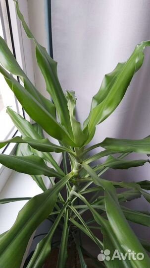 Пальма драцена