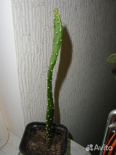 Молочай трехгранный (эуфорбия тригона) -комн. раст