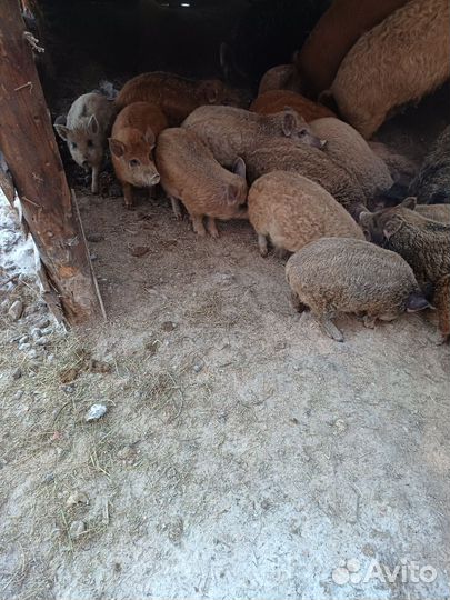Поросята Венгерская мангалица