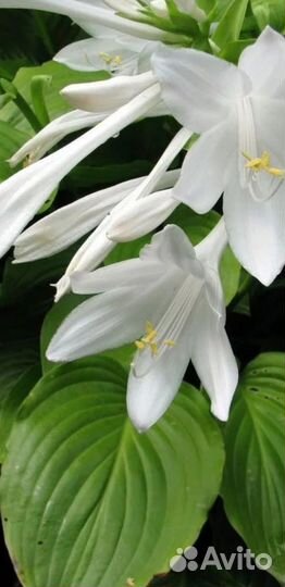 Саженцы хосты