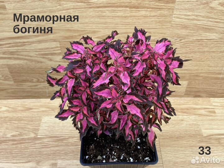 Колеусы срезы