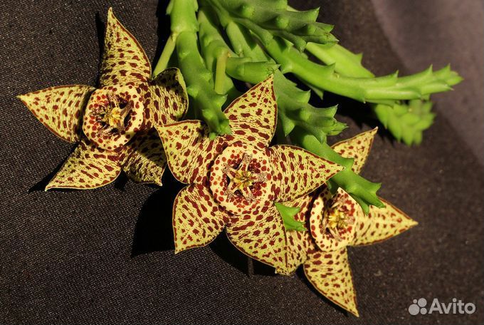 Кактусы и суккуленты - растения, детки, черенки 1