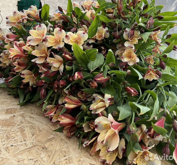 Альстромерия розница и опт цветы