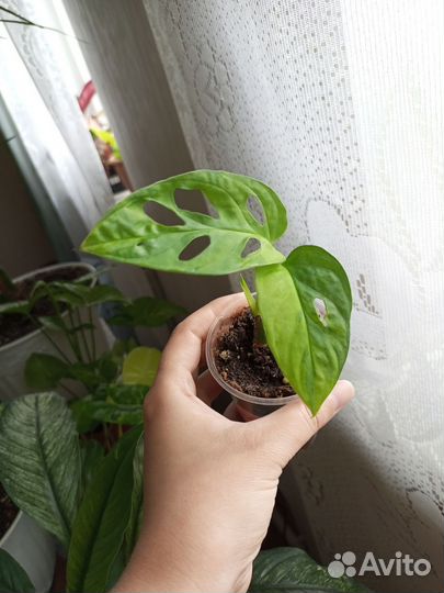 Монстеры Индоминт, Спайдермен, желтый вар