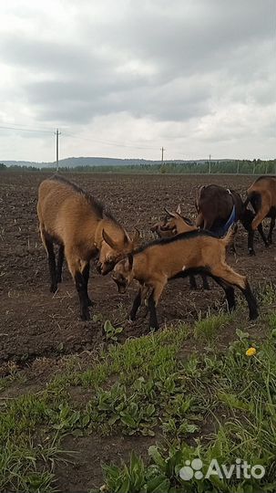 Козочка и козлик ч/п альпийцы