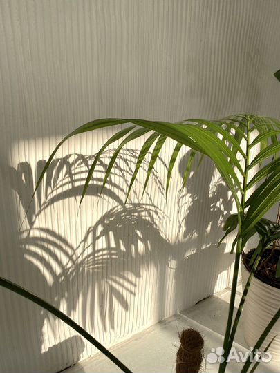 Аренда Фотостудия