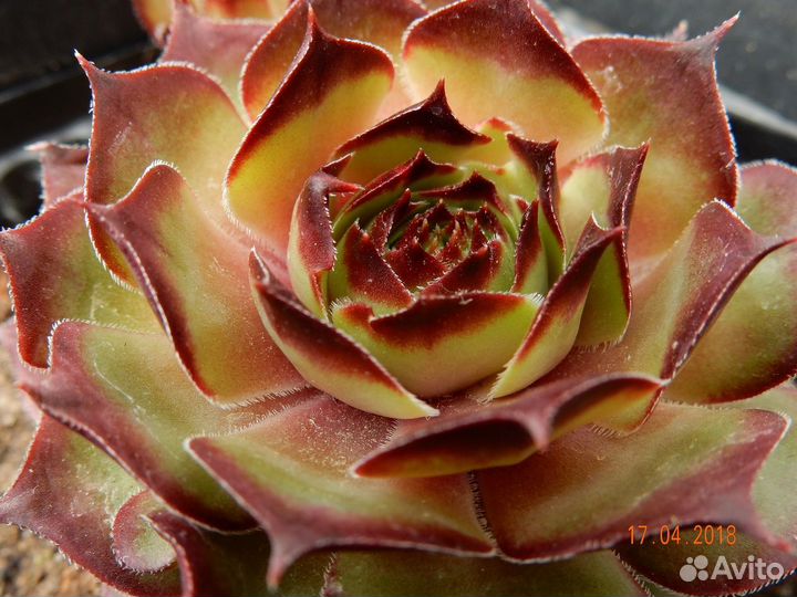 Молодило (Sempervivum) -2