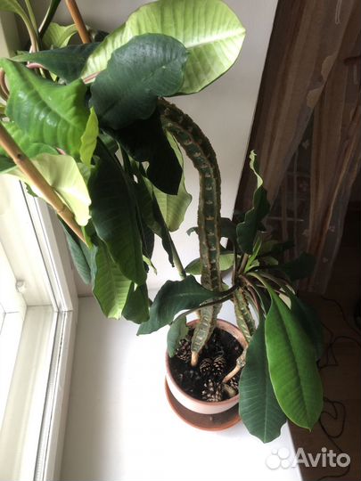 Молочай беложильчатый