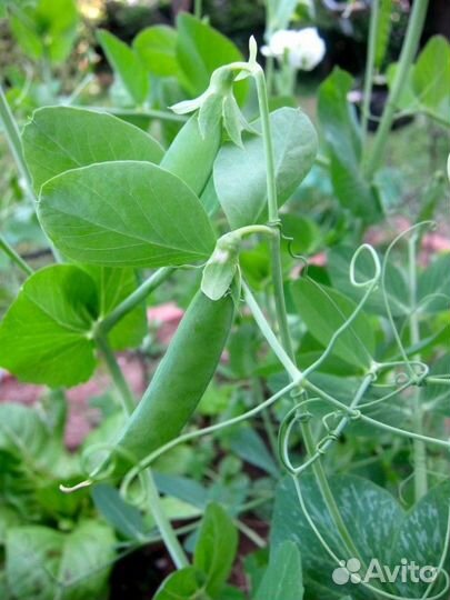 Семена гороха