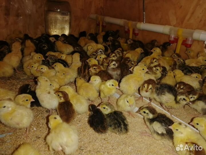 Цыплята суточные перепелов Радонежские и Селадоны