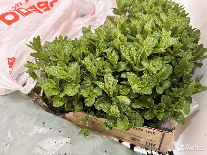 Поделюсь мятой