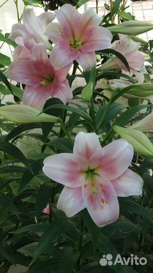 Лилия на срез