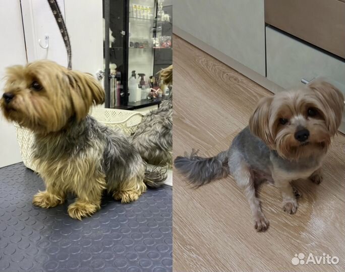 Стоижка собак мелких и средних пород