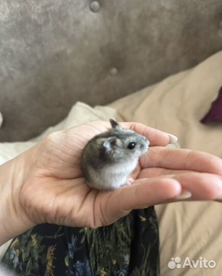 Джунгарский хомяк с клеткой бесплатно