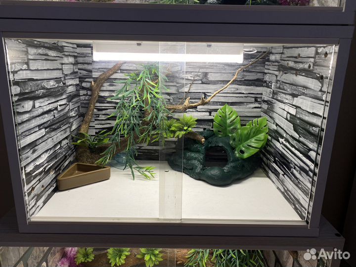 Комплект для эублефара