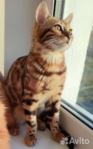 Бенгальская леопардовая кошка объявление продам