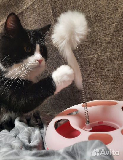 Очень красивый молодой котик