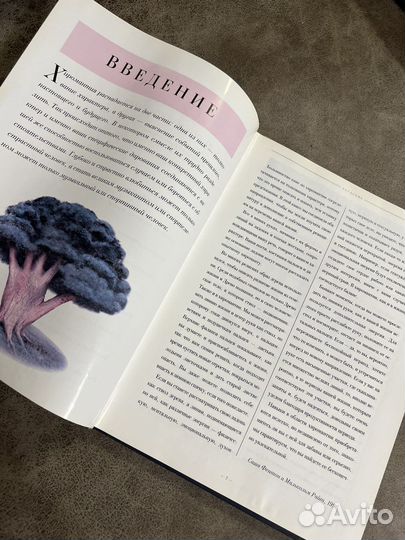 Хиромантия, Фентон/Райт