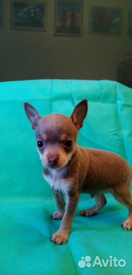 Продам щенков той-терьера