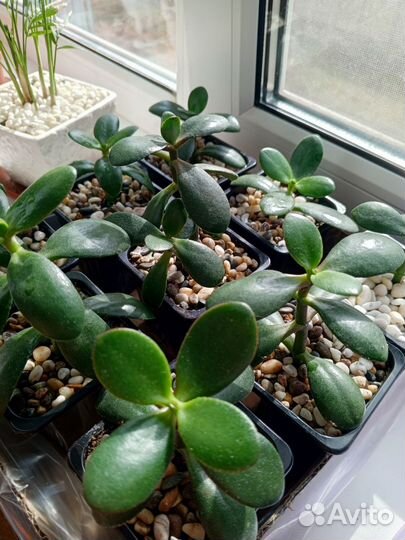 Толстянка, денежное дерево, суккулент крассула