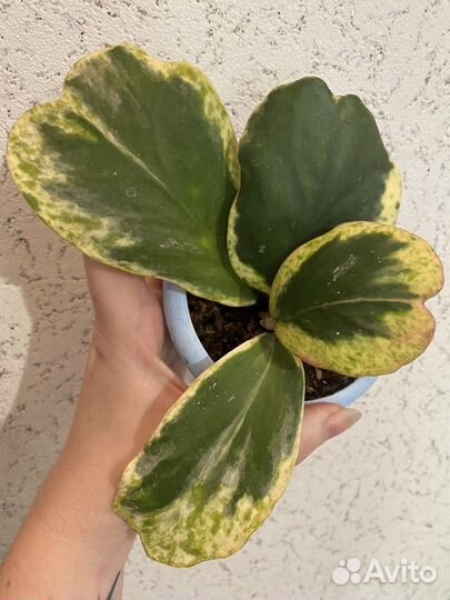 Хойи kerrii керри