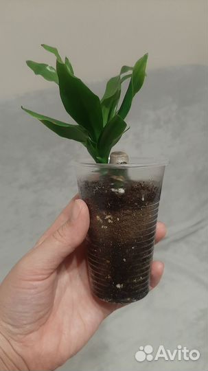 Пальма драцена