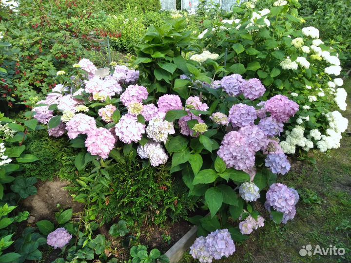 Гортензия крупнолистная