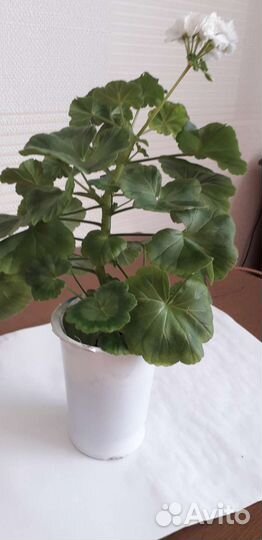 Пеларгония герань, белая