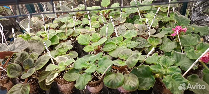 Детки сортовых фиалок